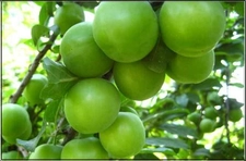 Erik Besin Değerinin Vücuda Faydaları Nelerdir?